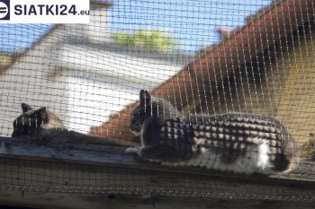 Siatki Tarnowskie Góry - Siatka na balkony dla kota i zabezpieczenie dzieci dla terenów Tarnowskich Gór